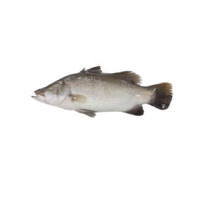 Koi Koral Fish (কই কোরাল মাছ)