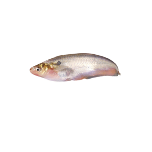 Pabda Fish (পাবদা মাছ)
