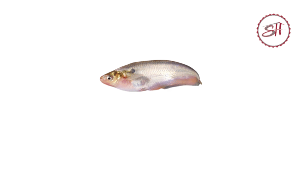 Pabda Fish (পাবদা মাছ)