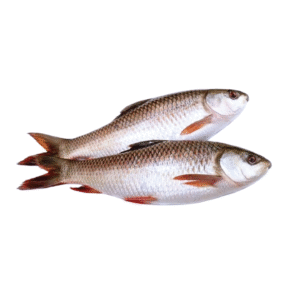 Rui Fish (রুই মাছ)