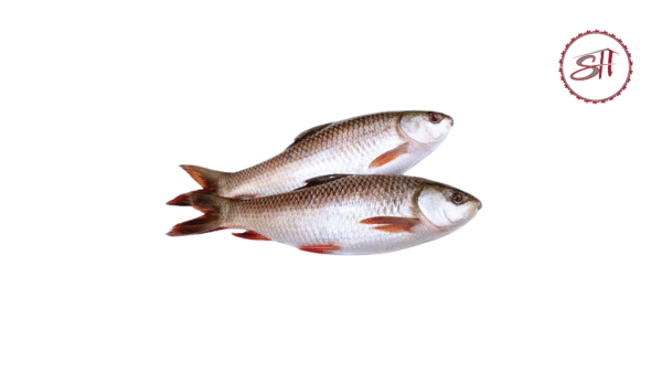 Rui Fish (রুই মাছ)